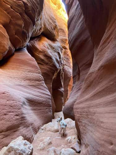 The author's dog during their Buckskin Gulch hike