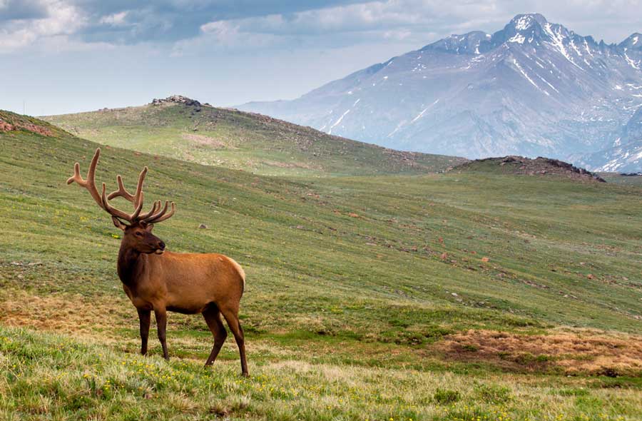 A bull elk at the trail ridge road