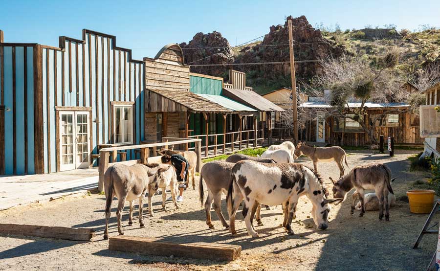View of burros in Oatman, Arizona