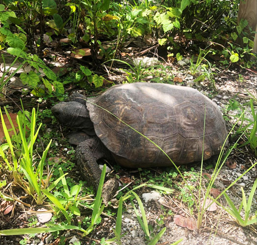 View of a turtle in a grassland