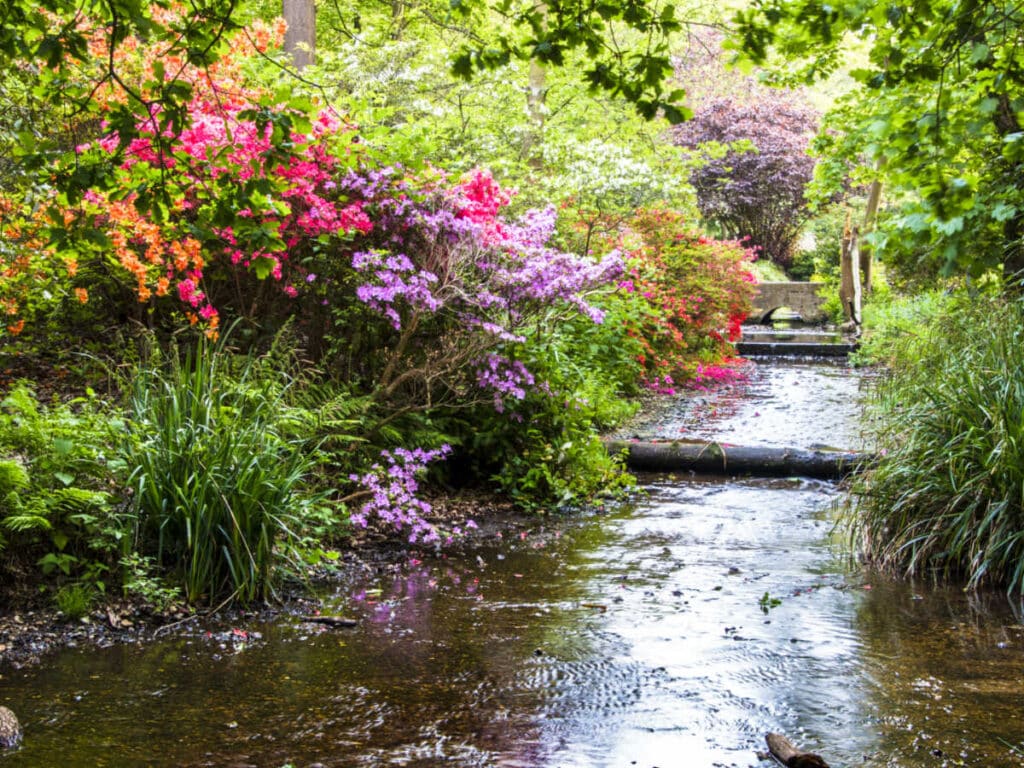 View of the beautiful flowers along the small stream at Bushy Park
