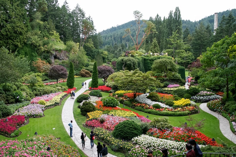 Many different colorful species of plant blooms in Butchart Gardens, Vancouver Island