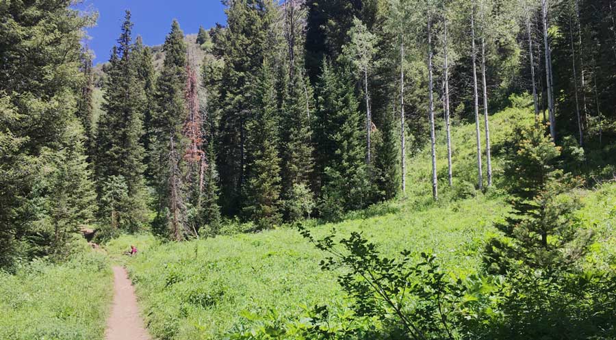 View at the hiking trail of Butler Fork