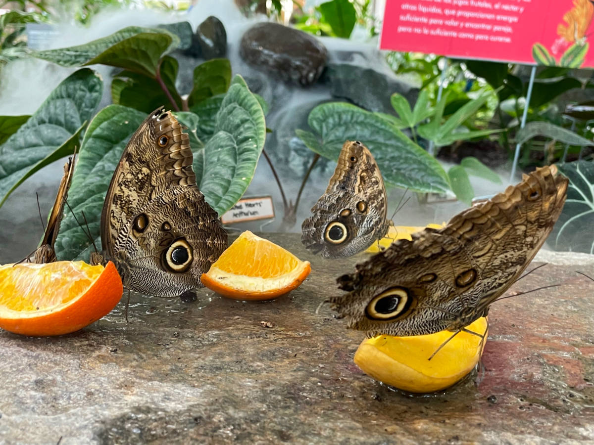 A kaleidoscope of butterflies feeding on fruit in the Butterfly House at the Pacific Science Center