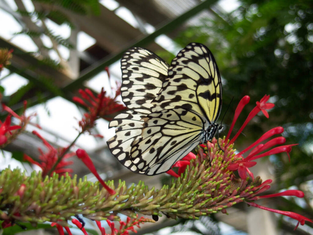 Closeup look of a butterfly inside the Butterfly Pavilion