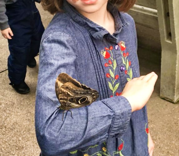 View of a butterfly landing on the elbow of a kid