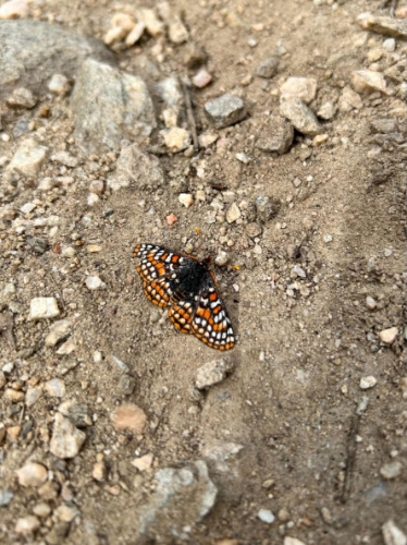 Close up view of a butterfly in Wyoming