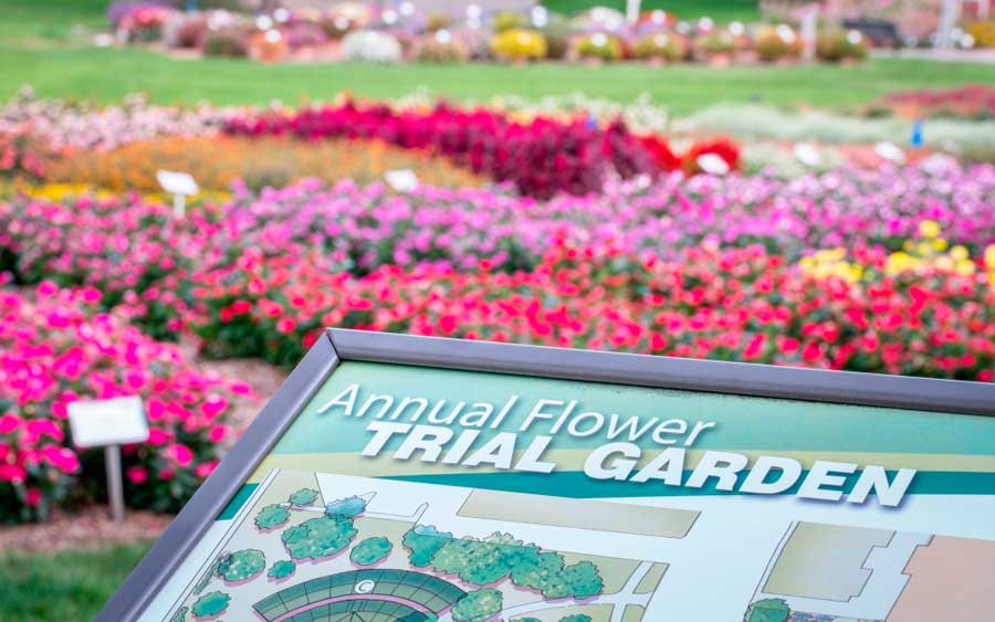 Colorful flowers at the CSU Annual Flower Trial Garden