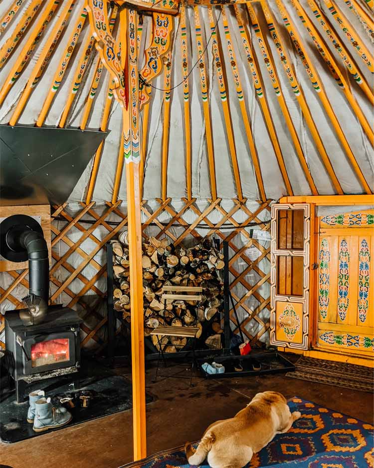 Dog inside Cabot Shore dome