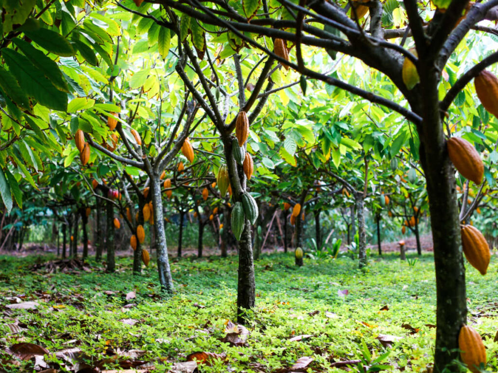 View of a farm with cacao trees