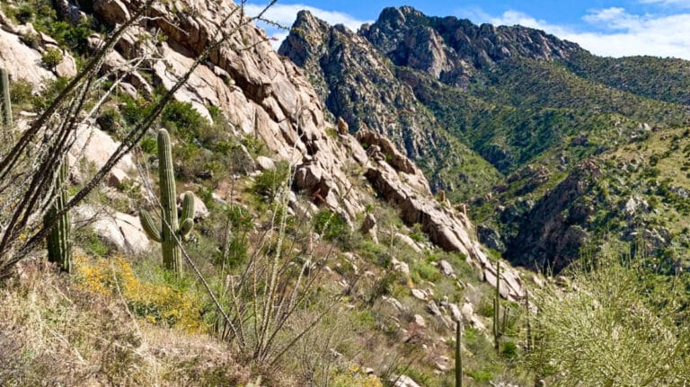 View of the cacti on a rocky mountain