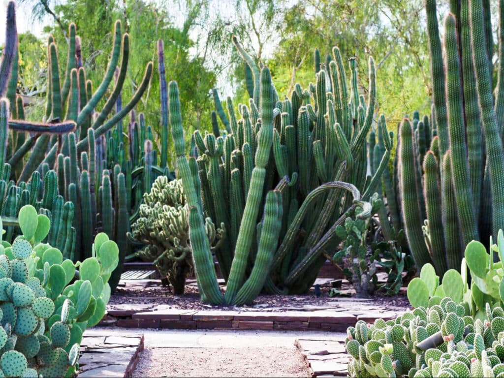 Closeup view of the cacti at the Desert Botanical Garden