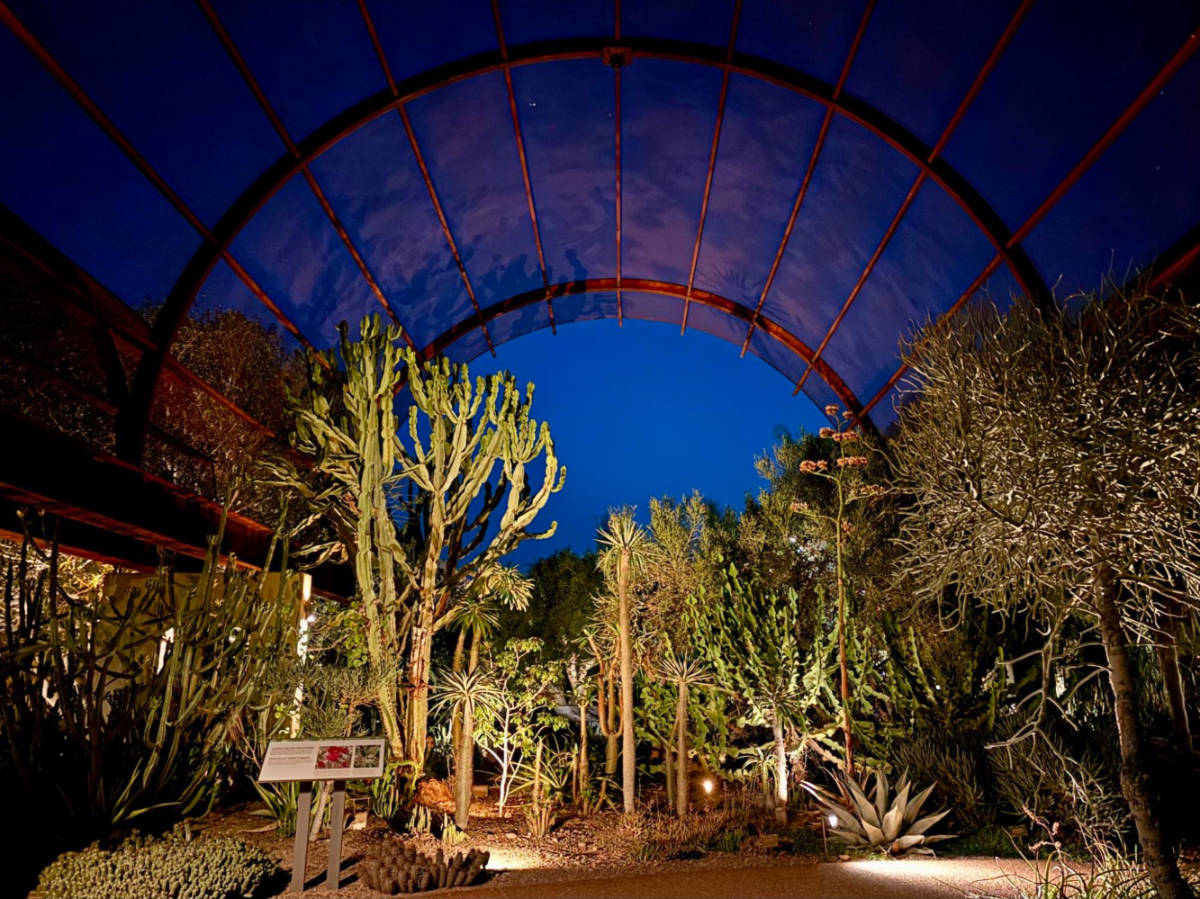 View of Cacti forest at Desert Botanical Gardens at night