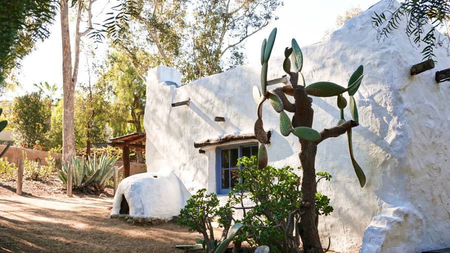 View of the huge cacti outside the Rancho Buena Vista Adobe