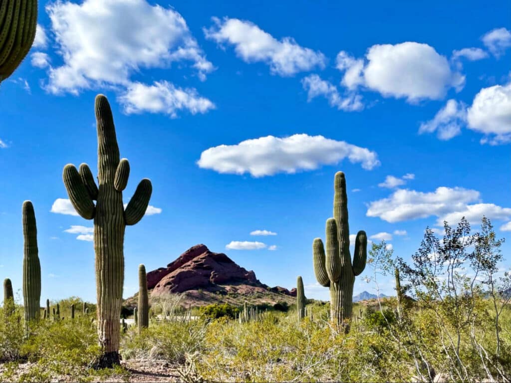 View of the huge cacti at the Sonoran Desert with a clear blue sky in the background