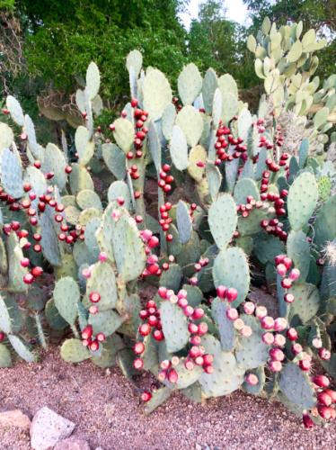 The small cacti in the Desert Botanical Garden