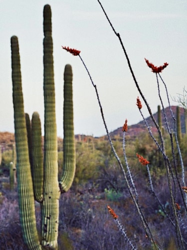 Closeup look at the tall cacti in Saguaro National Park