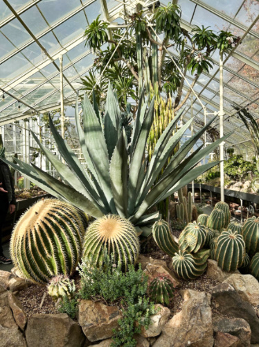 Cacti arranged beautifully in the Volunteer Park Conservatory