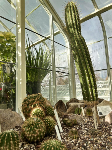 View of the huge cacti inside a greenhouse at the Volunteer Park