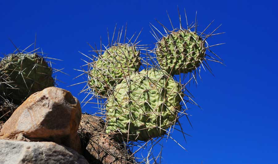 A Mickey Mouse shaped cactus under the clear blue sky