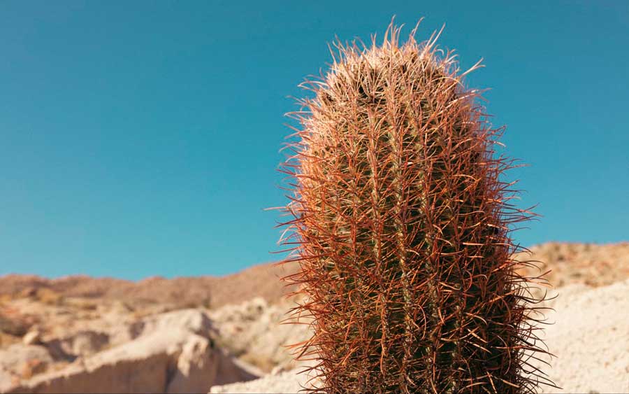 Close up view of a cactus