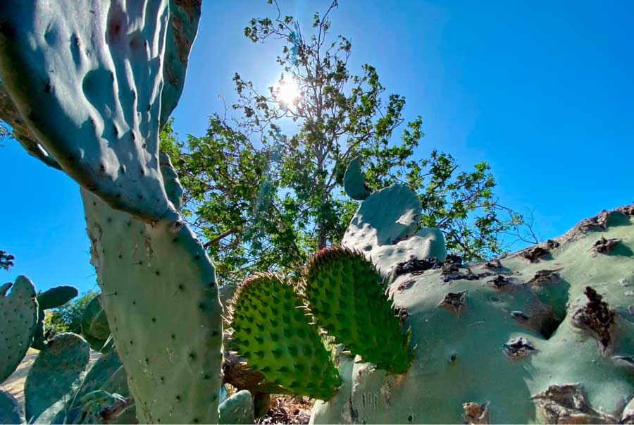 Close up view of cactus in Runyon Canyon Park