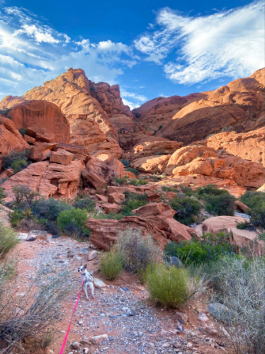 A dog hiking near the “Calico Hills”