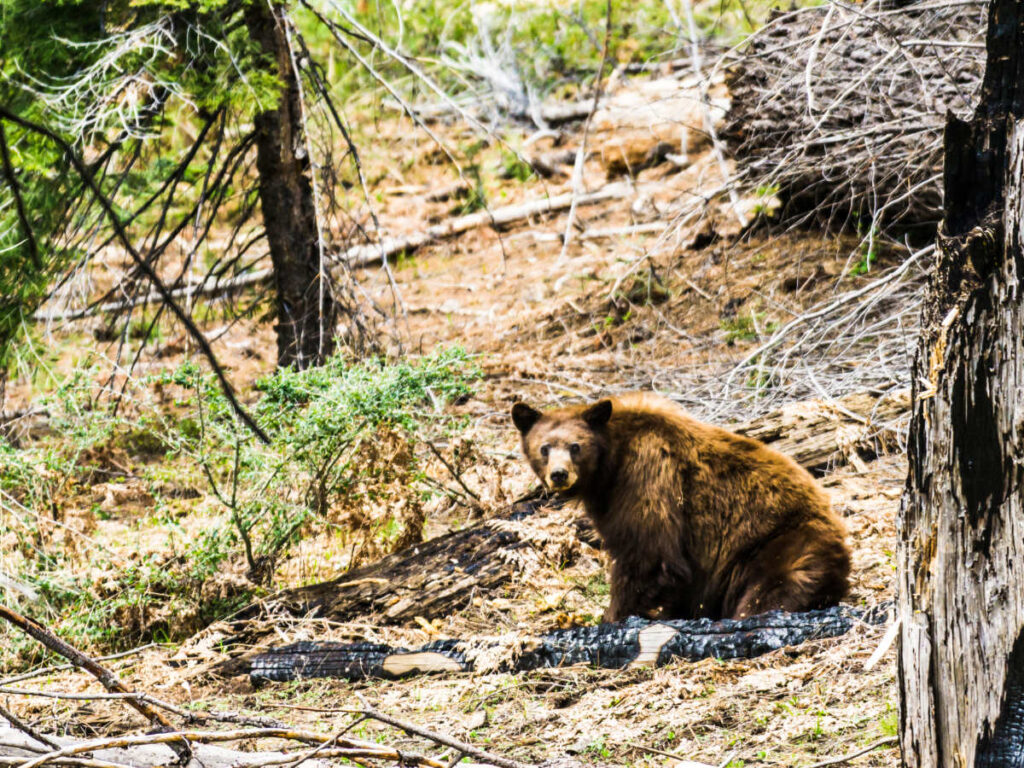 A native California black bear in the middle of the woods