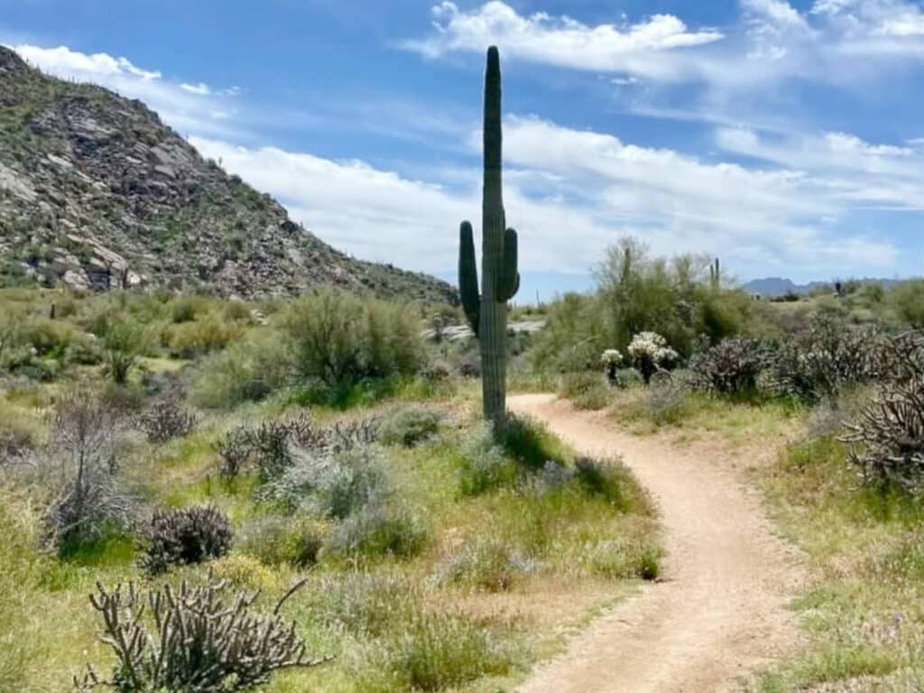 A cactus along the train in Camelback Mountain