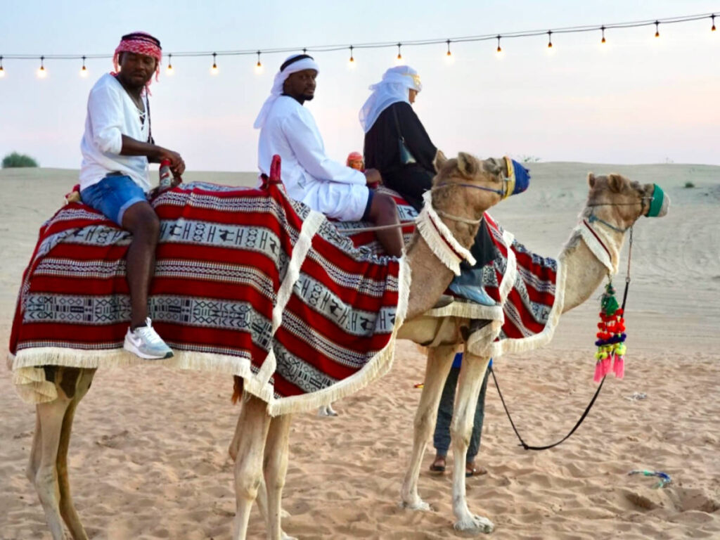 Camels ridden by locals in the desert outside of Dubai