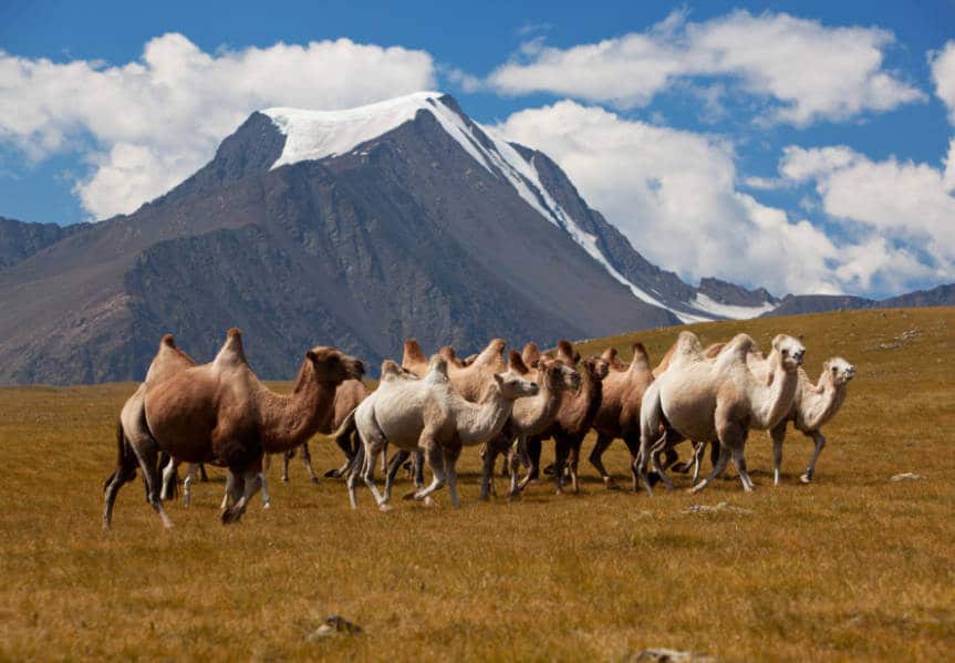 The camels running around the field with mountain views in the background