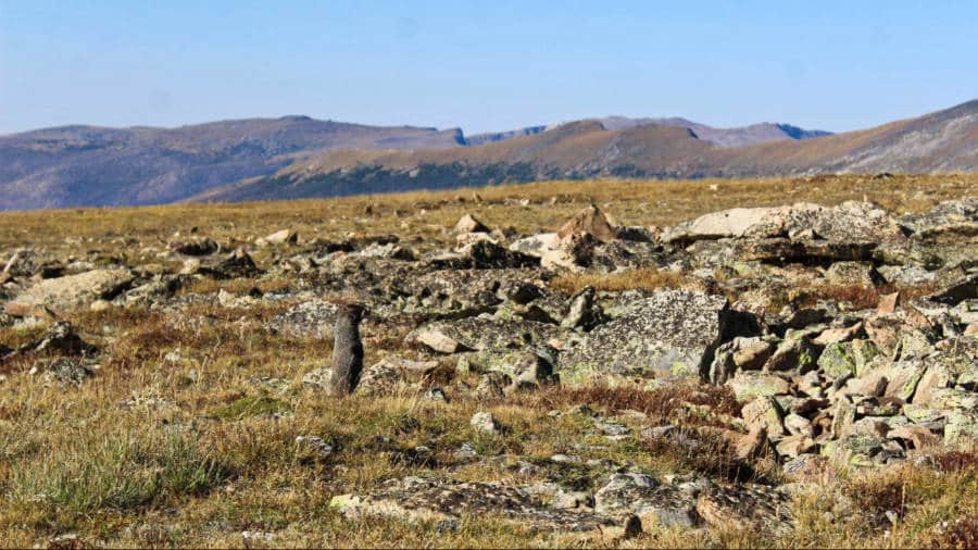 View of the camouflaged marmot from the trail
