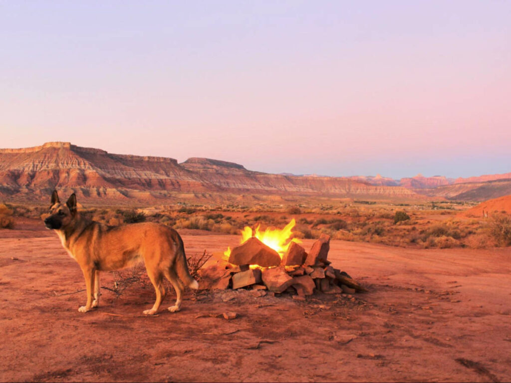 The author's dog and a campfire at the Zion National Park