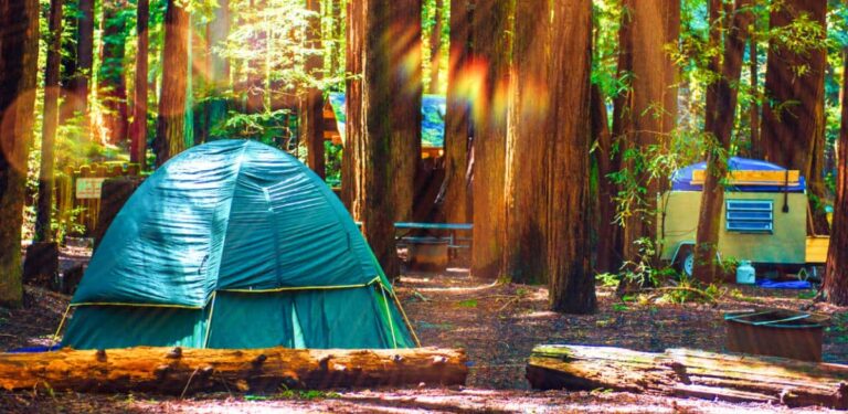 A camping tent under the massive trees of Redwood National Park