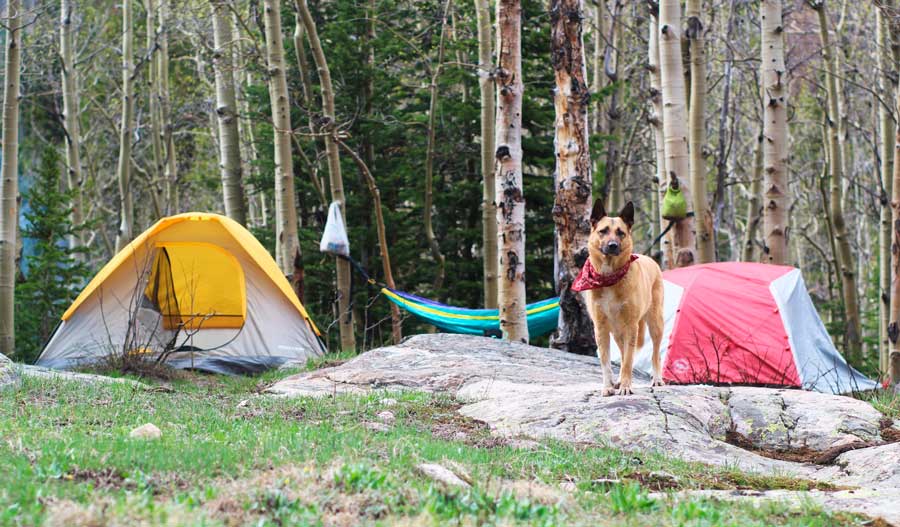 The author's dog and tent on a camping in Denver