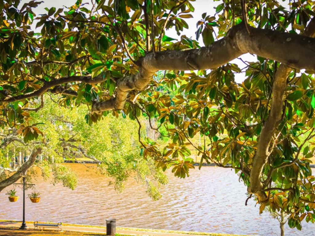 A bench near the Cane River which is also surrounded by greenery in Natchitoches