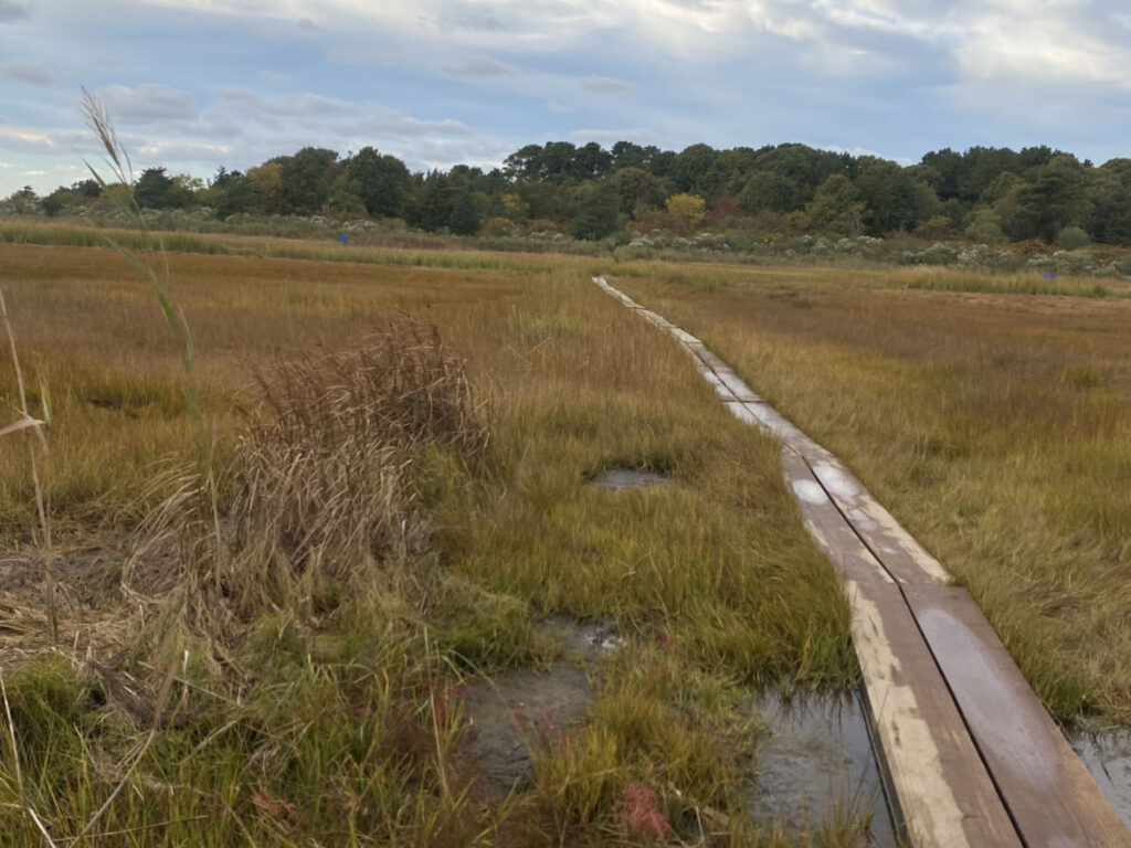 A wooden boardwalk winds through marshland at the Cape Cod Museum of Natural History