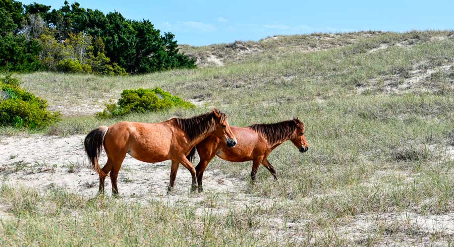 View of wild horses in Shackleford Banks