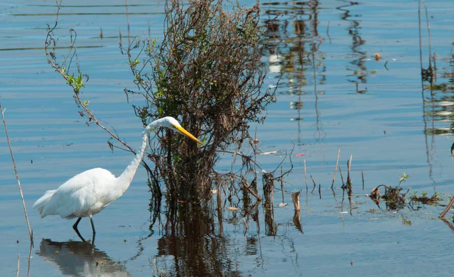 An egret in Cape May Bird Observatory