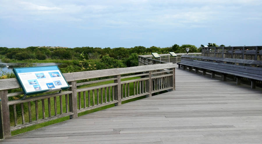 View from the Hawk Watch in Cape May Point State Park