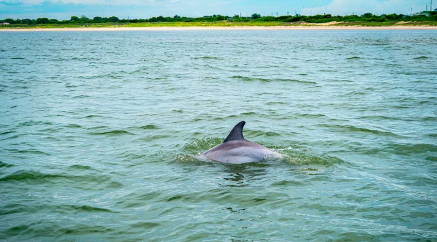 View of a dolphin on a coast in Cape May