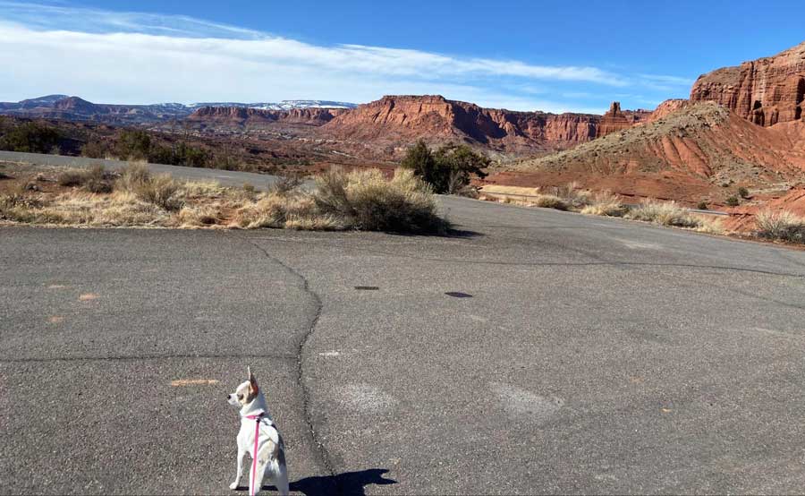 The author's dog at the Capitol Reef National Park