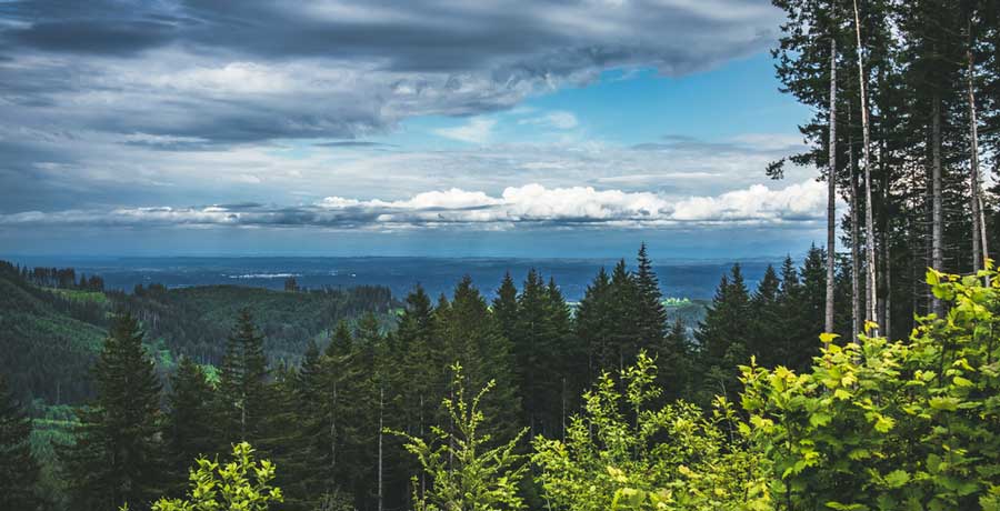 Scenic view of the Capitol State Forest