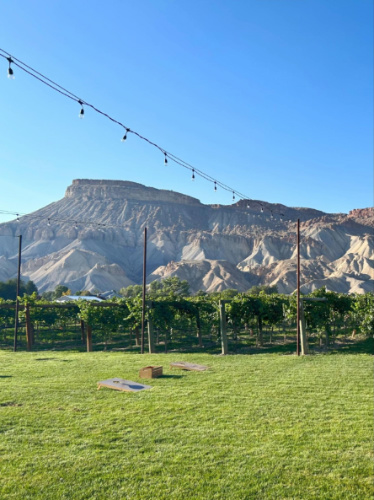 View of the vineyard with the Book Cliffs in the background