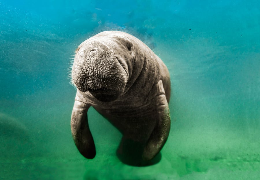 A close up look of an old manatee under the water