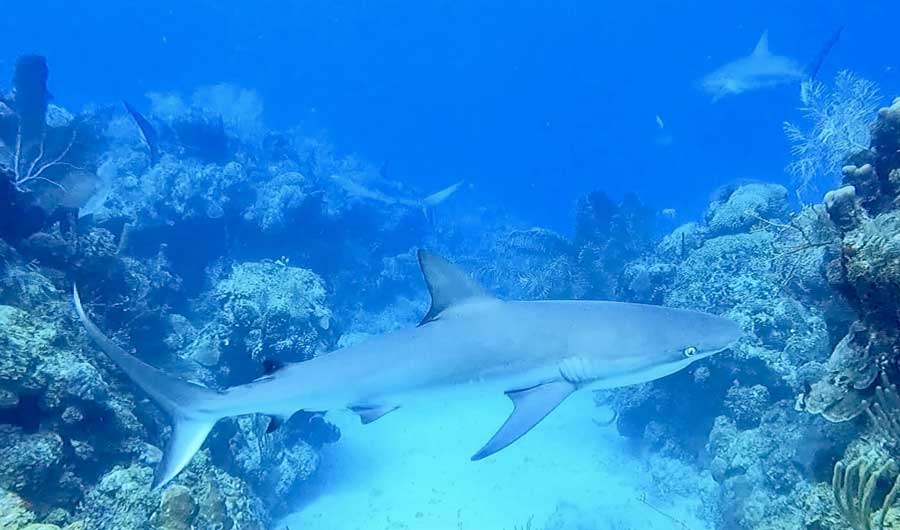View of Caribbean Reef Sharks under the blue water of Cane Bay Beach