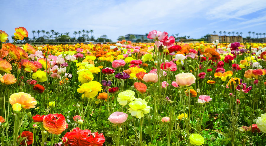 View of a colorful flower field in Carlsbad