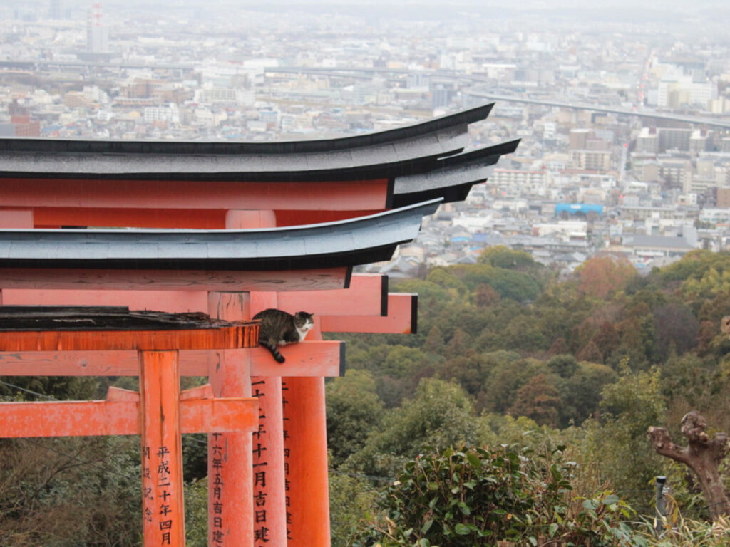 A cat relaxing on a red tori gate at the Fushimi Inari Shrine
