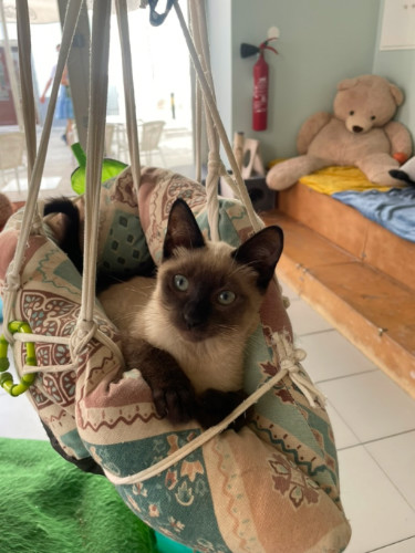 A cat on a swing at a Cat cafe in Portugal