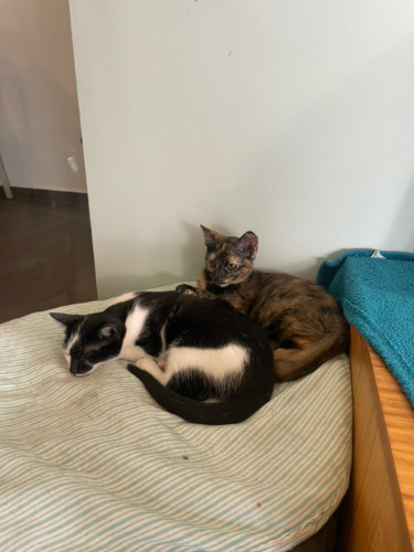Cats relaxing at a cat cafe